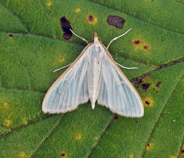 Palpita vitrealis Pyralis unionalis Hvidt halvmøl