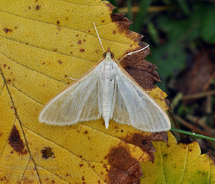 Palpita vitrealis