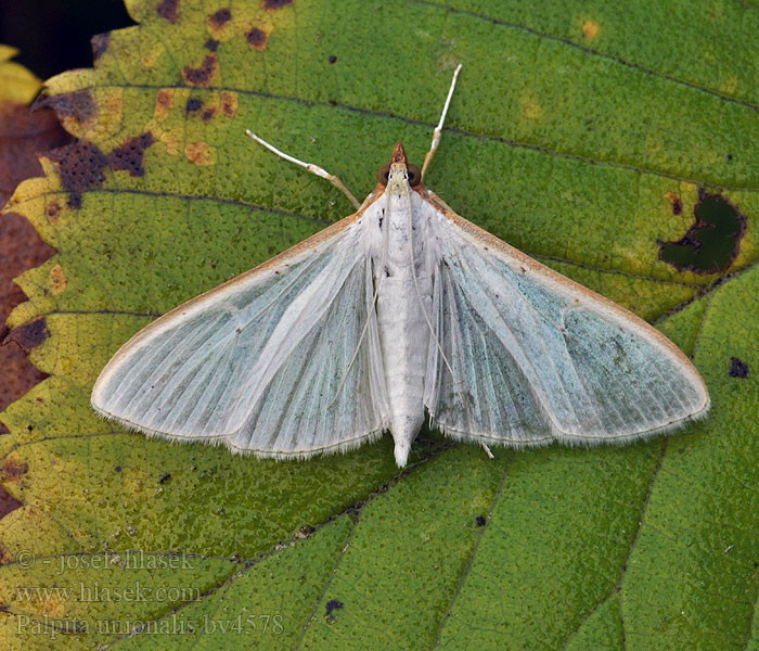 Zavíječ průsvitný Jasminzünsler Jasmine moth