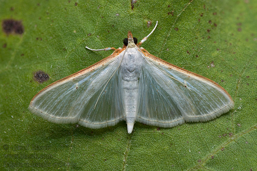 Palpita unionalis