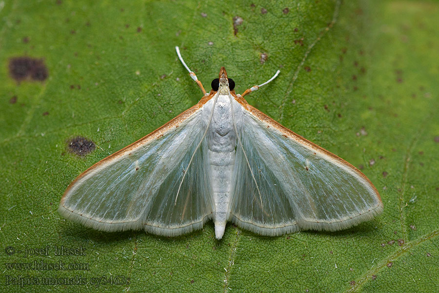 Palpita unionalis