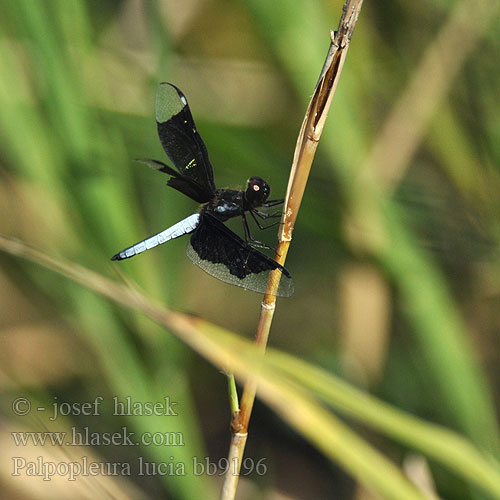 Palpopleura lucia Lucia Widow African Black winged