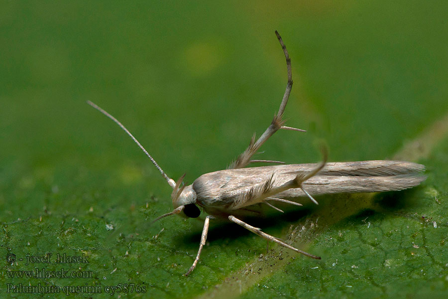 Palumbina guerinii