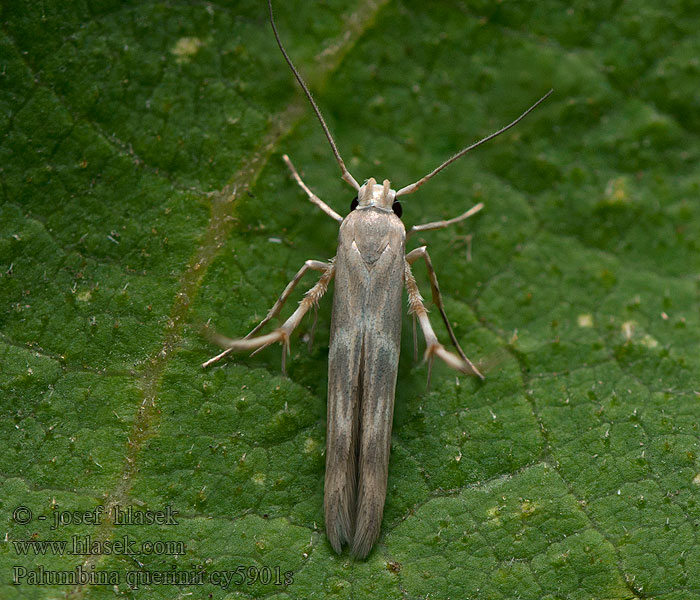 Palumbina guerinii