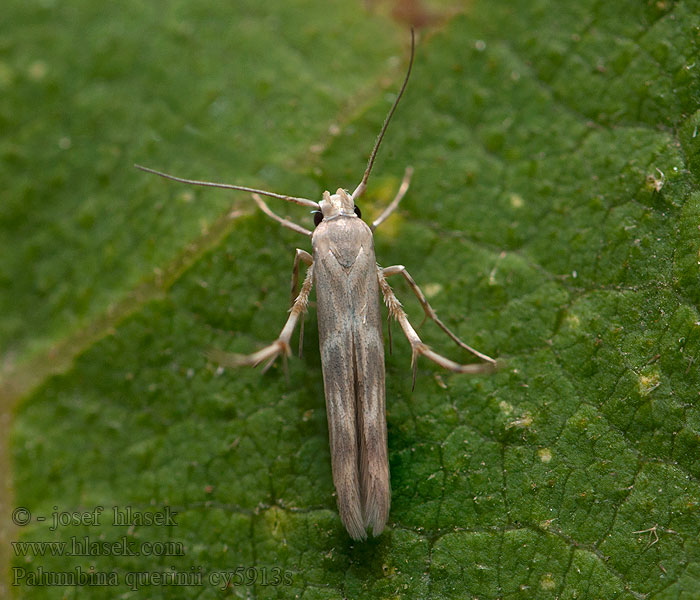 Palumbina guerinii