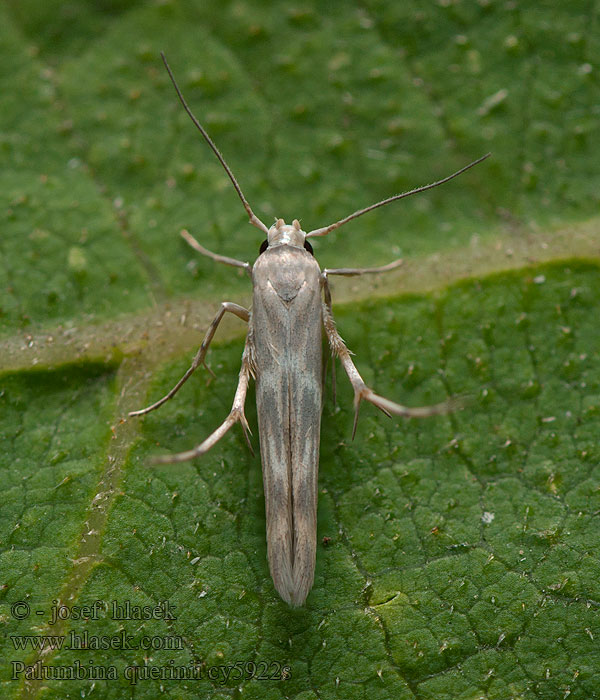 Palumbina guerinii