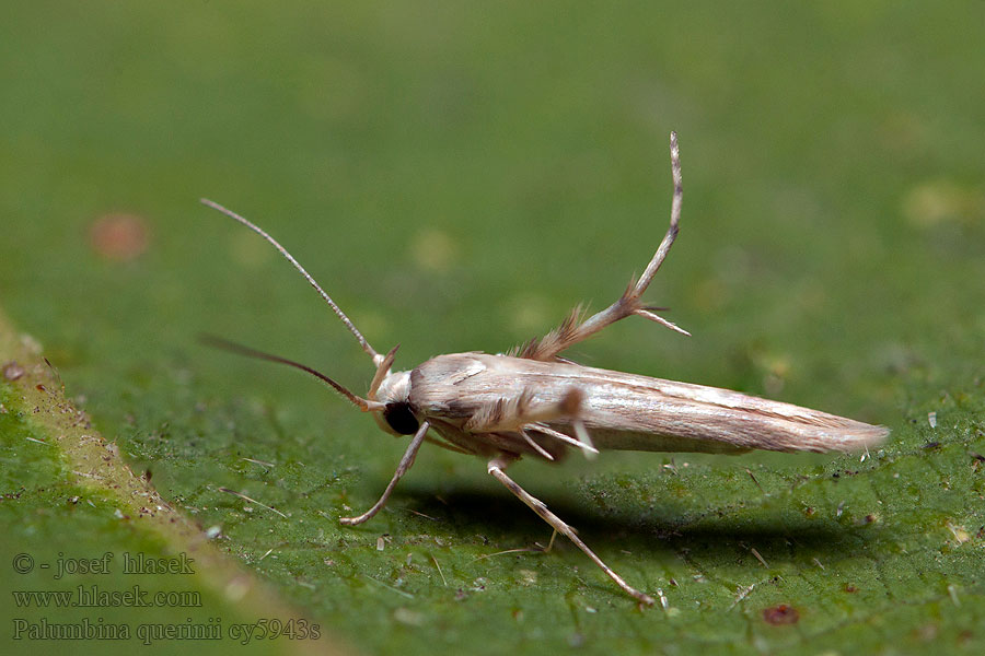 Palumbina guerinii