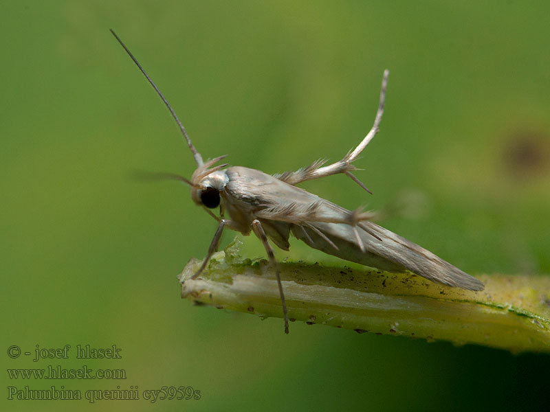 Palumbina guerinii