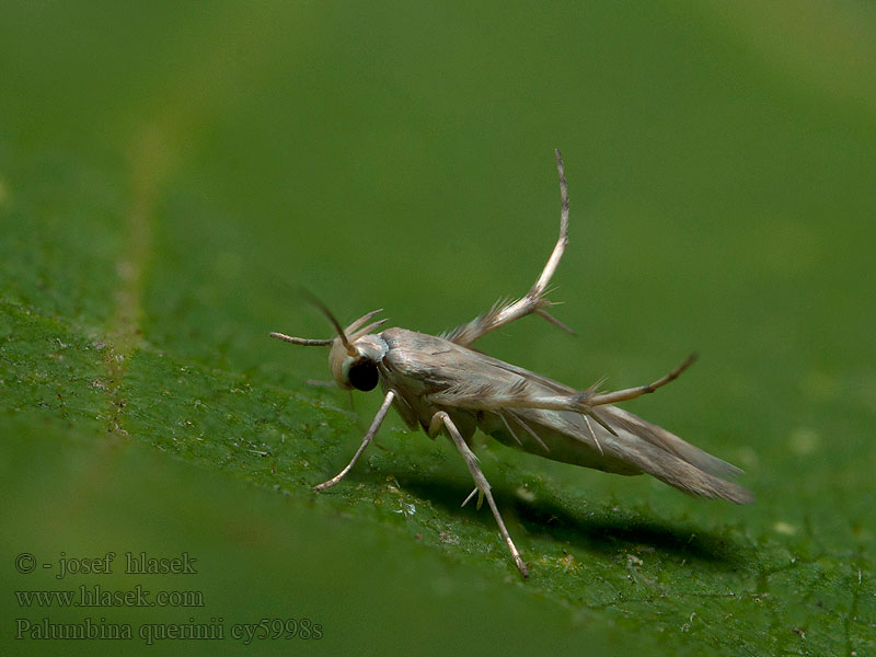 Palumbina guerinii