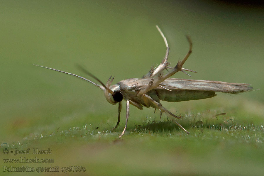 Palumbina guerinii