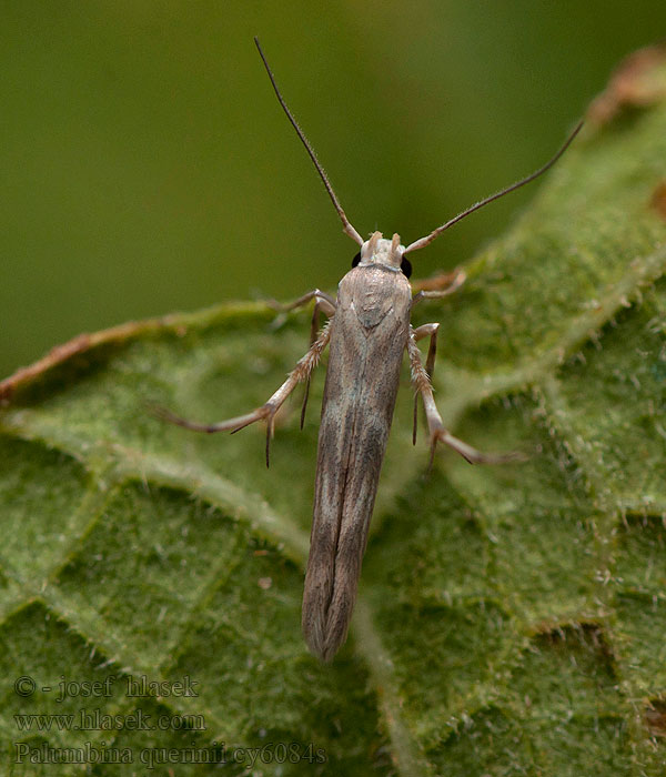 Palumbina guerinii