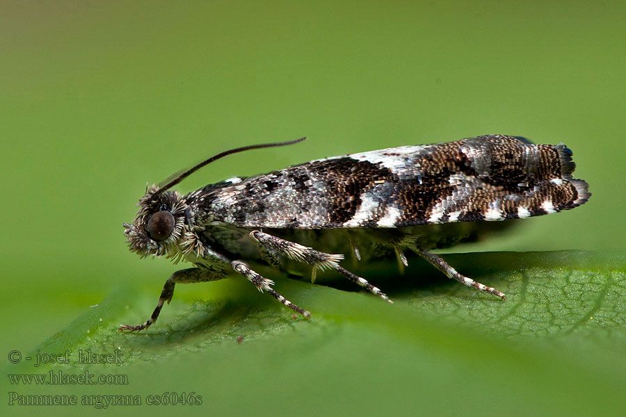 Pammene argyrana Black-bordered Piercer Plodokaz hranatoškvrnný