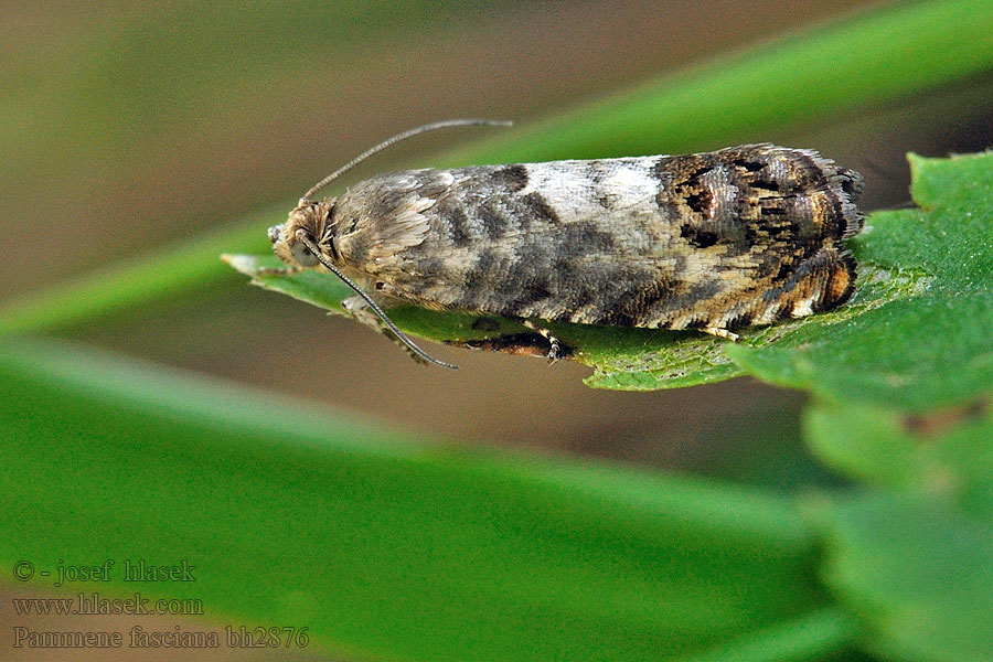 Pammene fasciana Früher Kastanienwickler Chestnut leafroller