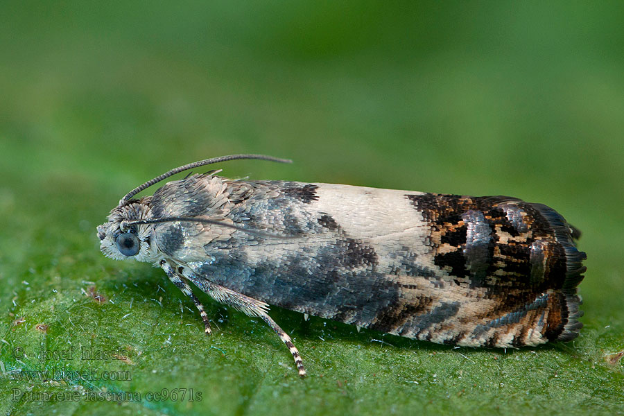 Früher Kastanienwickler Pammene fasciana