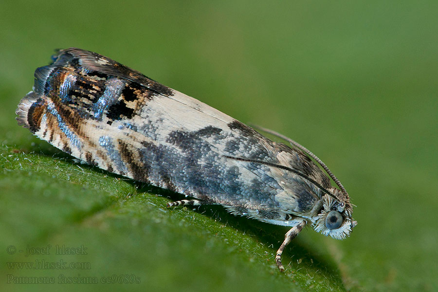 Chestnut leafroller Pammene fasciana