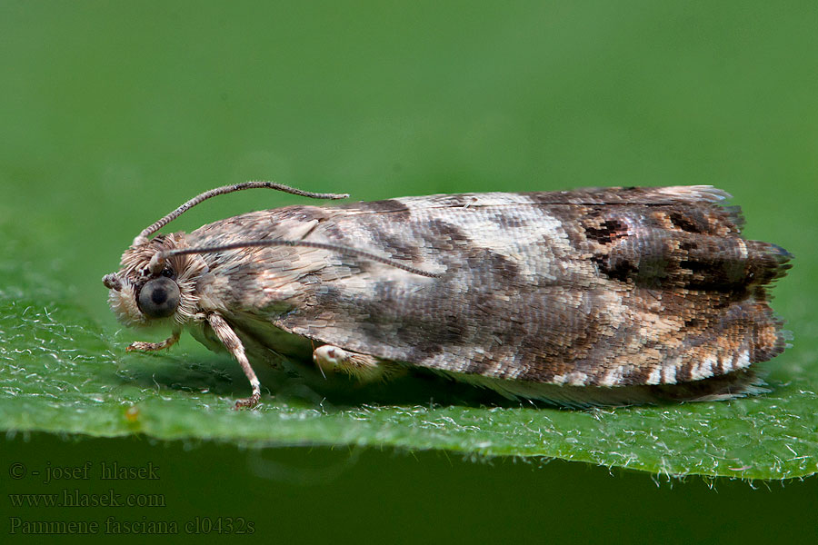 Båndsolvikler Pammene fasciana