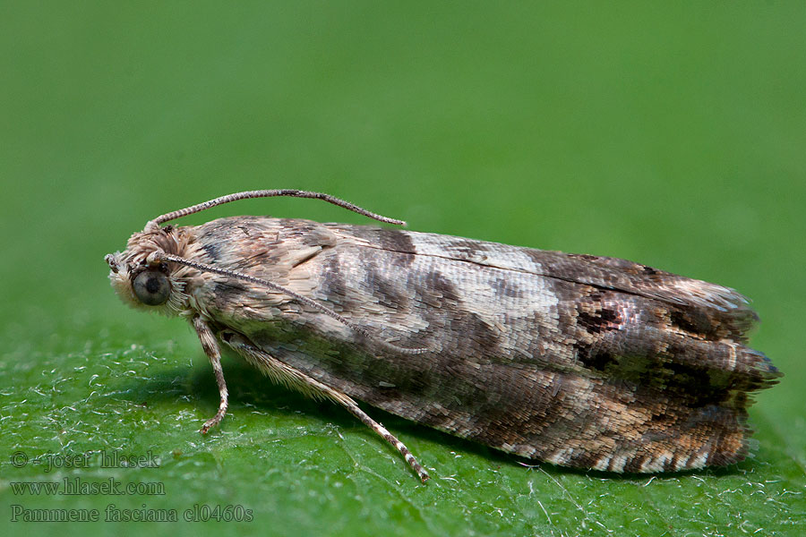 Pammene fasciana