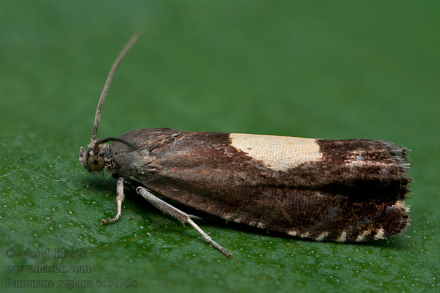 Pammene regiana Platanlønnsolvikler Ahornsolvikler