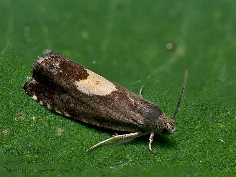 Platanlønnsolvikler Ahornsolvikler Pammene regiana