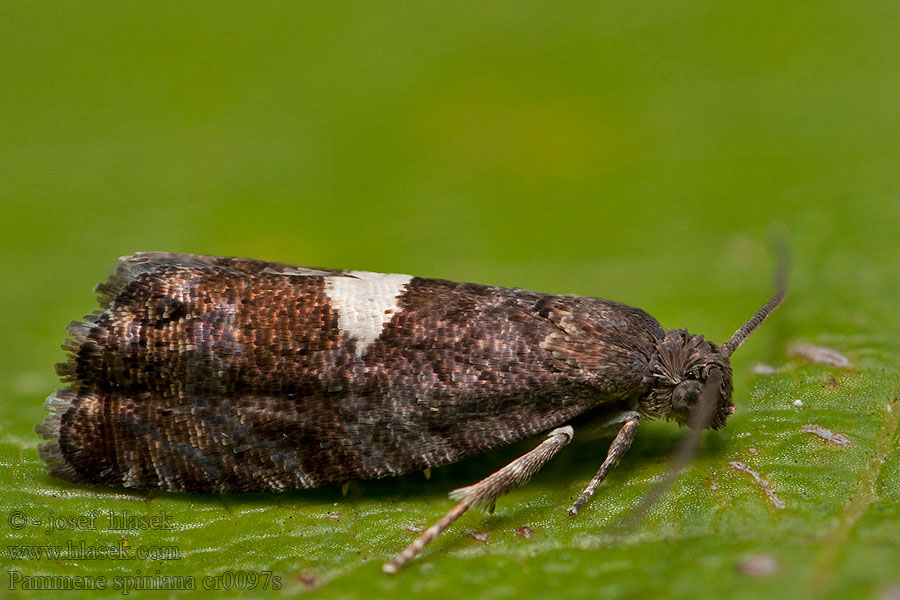 Pammene spiniana Triangle-marked Piercer Plodokaz tŕňový