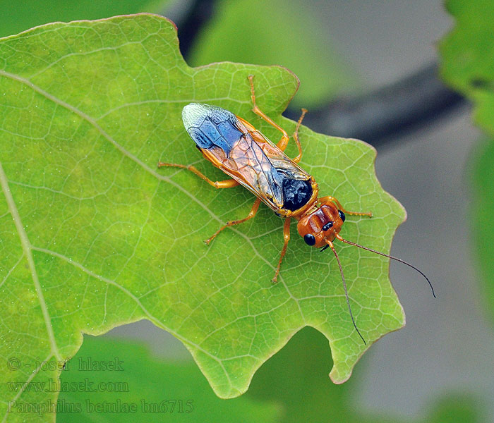 Pamphilus betulae