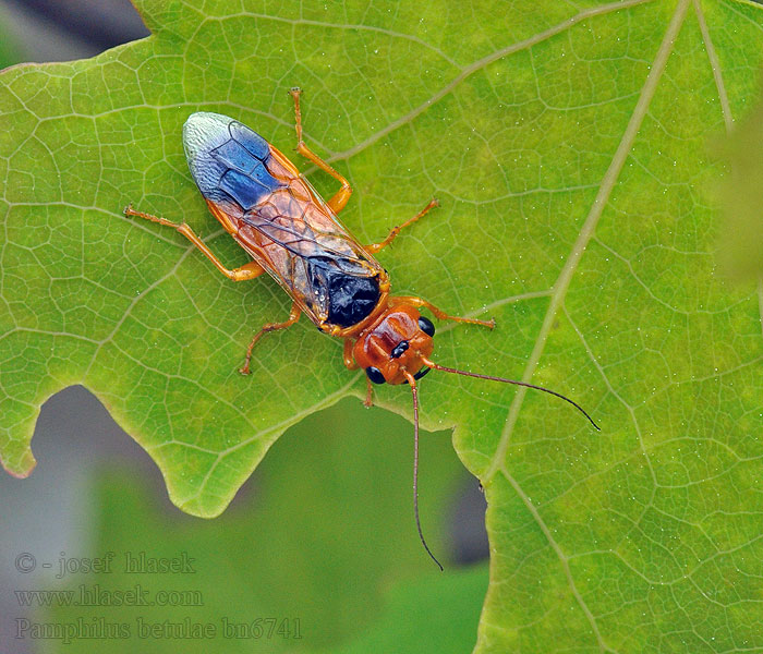 Pamphilus betulae