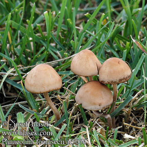 Panaeolina foenisecii Panaeolus Psilocybe Psathyrella