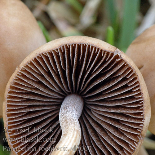 Panaeolina foenisecii al5069