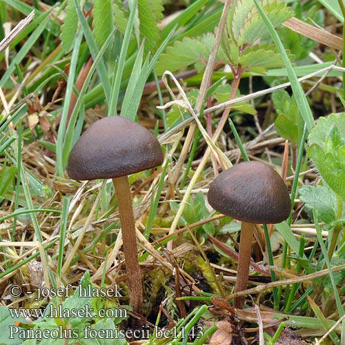 Brown Mottlegill Hay Cap Haymaker's Mushroom Haymaker Poster