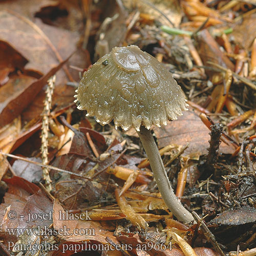 Panaeolus papilionaceus aa9664