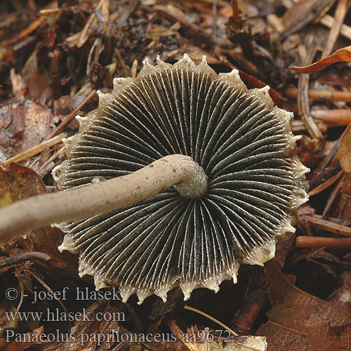 Panaeolus papilionaceus aa9672