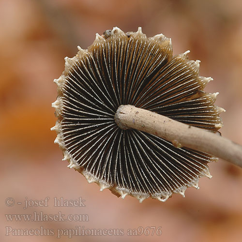 Panaeolus papilionaceus aa9676