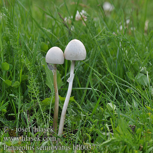 Panaeolus semiovatus Anellaria separata Shiny Mottlegill Egghead