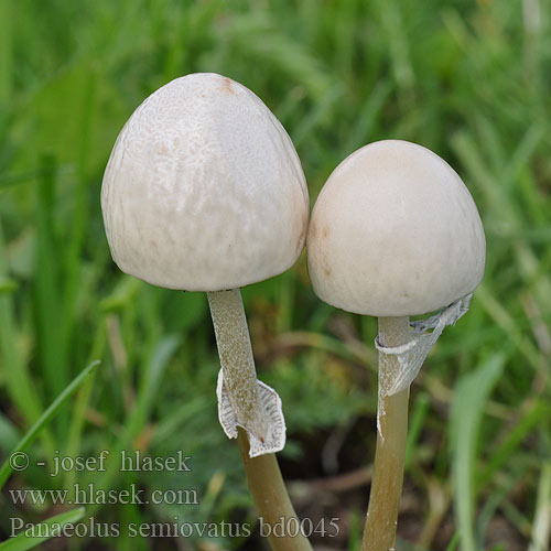 Panaeolus semiovatus bd0045