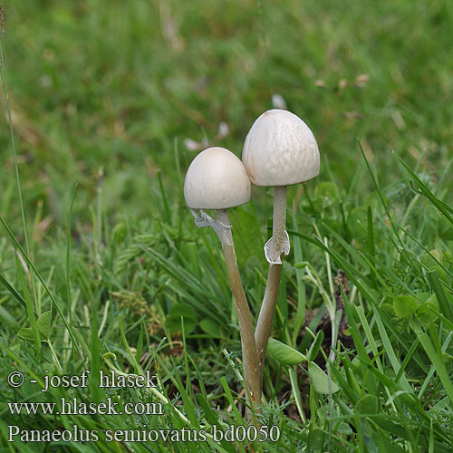 Panaeolus semiovatus bd0050