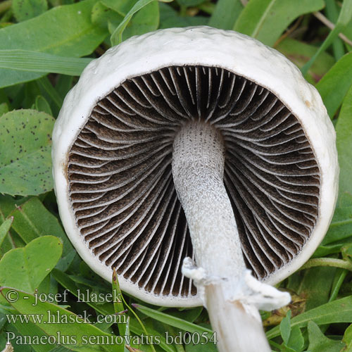 Panaeolus semiovatus bd0054