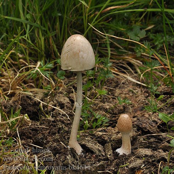 Panaeolus_semiovatus_bk4644