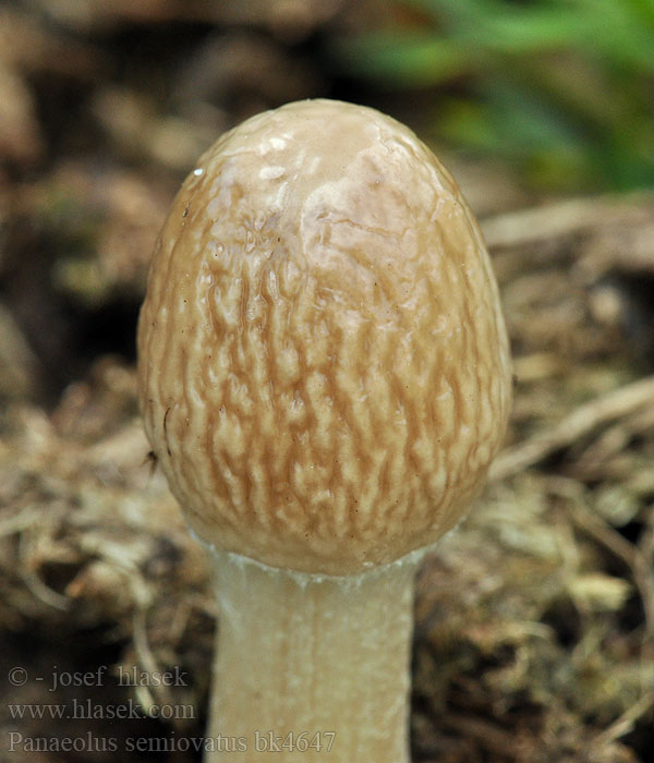 Panaeolus semiovatus Kropenatec prstenitý Kołpaczek półjajowaty