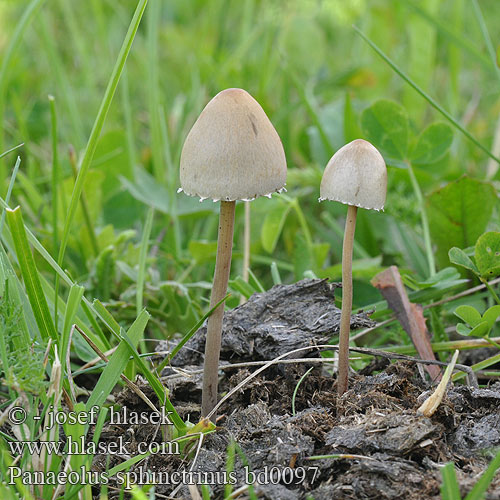 Panaeolus sphinctrinus papilionaceus retirugis campanulatus