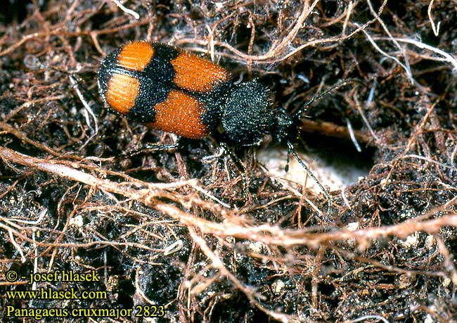 Panagaeus cruxmajor 2823