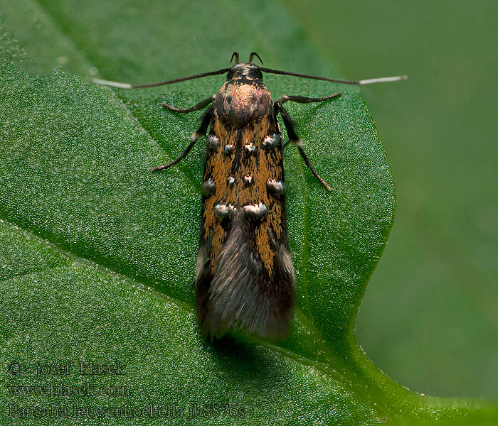 Pancalia leuwenhoekella