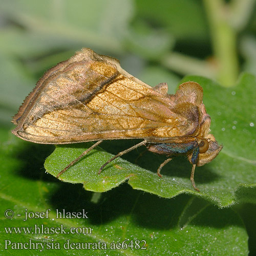 Panchrysia deaurata ae6482 HU: Aranybagoly DE: Große Wiesenrauten-Goldeule SK: Mora pozlátená CZ: kovolesklec zlatitý