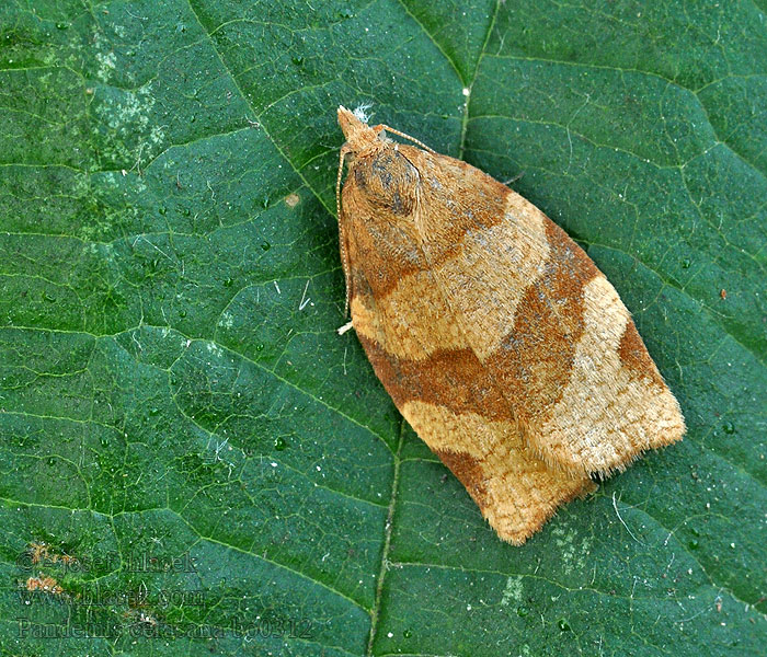 Barred fruit-tree tortrix Obaľovač ríbezľový Pandemis cerasana