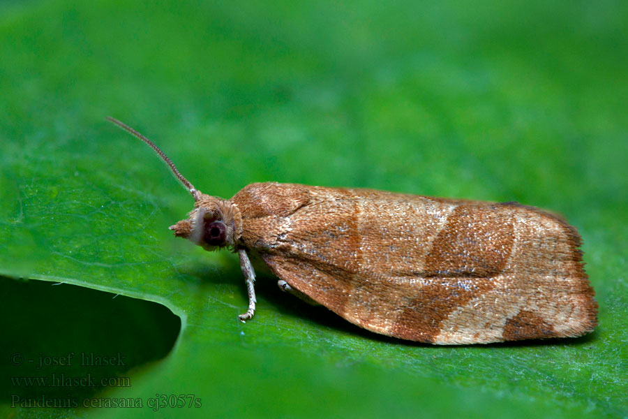 Pandemis cerasana