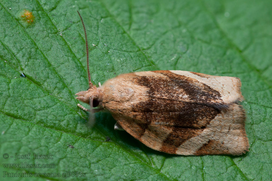 Pandemis cerasana