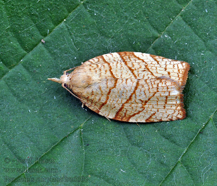 Chequered Fruit-tree Tortrix Pandemis corylana