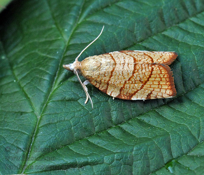 Hasselbladvikler Pandemis corylana