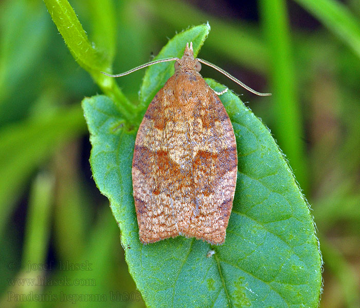 Pandemis heparana Obaleč ovocný Dark fruit-tree tortrix