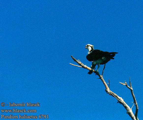 Pandion haliaetus Osprey Fischadler Balbuzard pêcheur