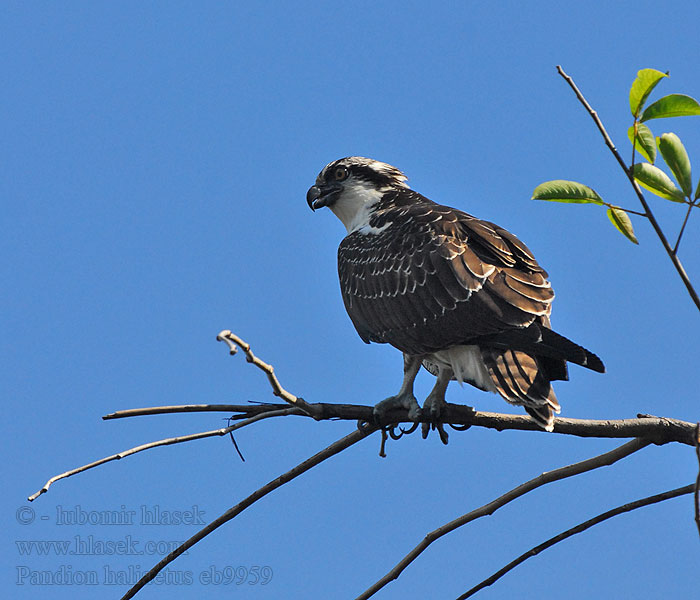 Pandion haliaetus Osprey Fischadler Orlovec říční